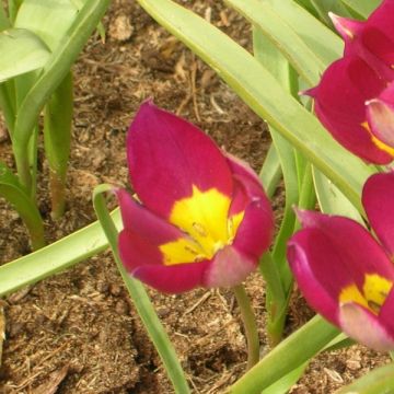 Tulipano humilis var. pulchella Persian Pearl - Tulipano botanico