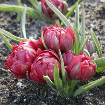 Tulipano humilis subsp. pulchella Tête à Tête - Tulipano botanico