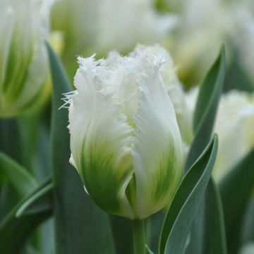 Tulipano sfrangiato Snow Valley