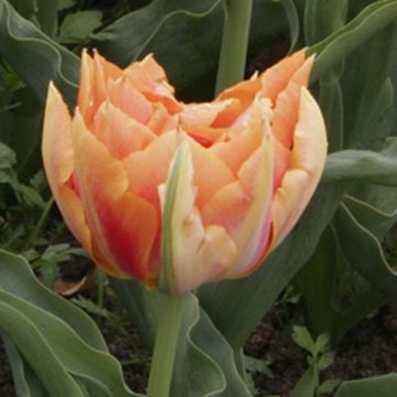 Tulipano Willem van Oranje