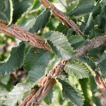 Ulmus minor suberosa - Olmo campestre