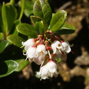 Vaccinium vitis idaea - Mirtillo rosso