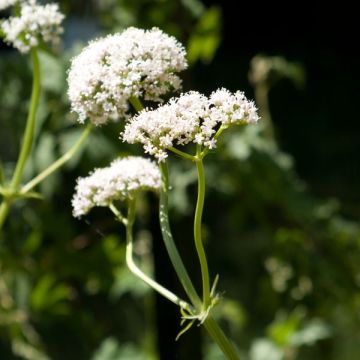 Valeriana officinalis - Valeriana comune