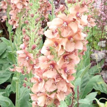 Verbascum Jackie - Verbasco