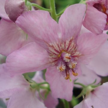 Verbascum Rosie - Verbasco