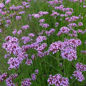 Verbena bonariensis - Verbena di Buenos Aires