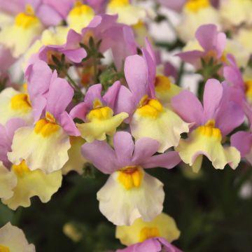 Nemesia Pink Lemonade