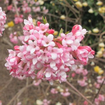 Viburnum bodnantense Dawn