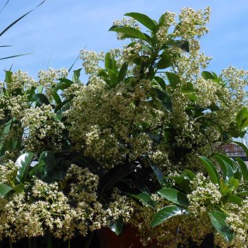 Viburnum lucidum - Viburno lucido