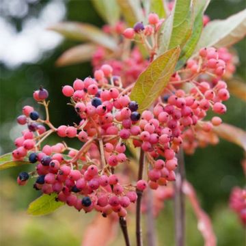 Viburnum nudum Pink Beauty