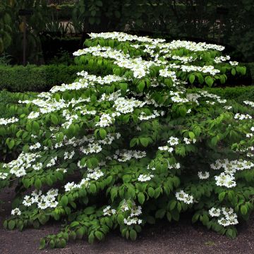 Viburnum plicatum Mariesii