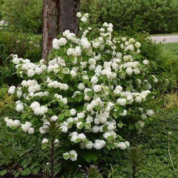 Viburnum plicatum Opening Day