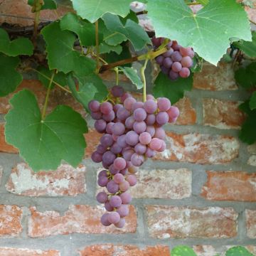 Vitis labrusca x vinifera Fragola Nera - Vite