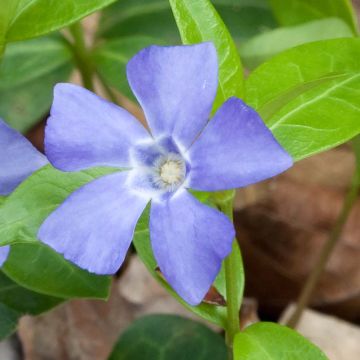 Vinca minor Marie - Pervinca minore