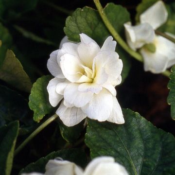 Viola mammola Reine Des Blanches