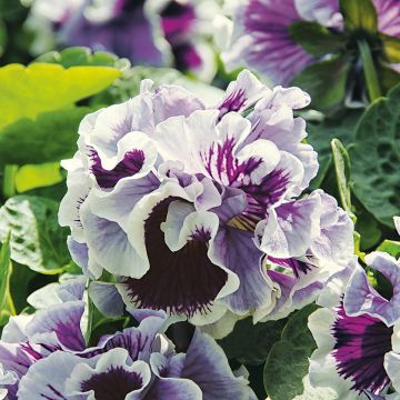 Viola Ruffles Purple White Rim