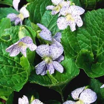 Viola sororia Freckles - Viola sorella