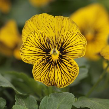 Viola cornuta Butterfly Tiger Eyes