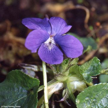 Viola mammola Mrs Pinehurst