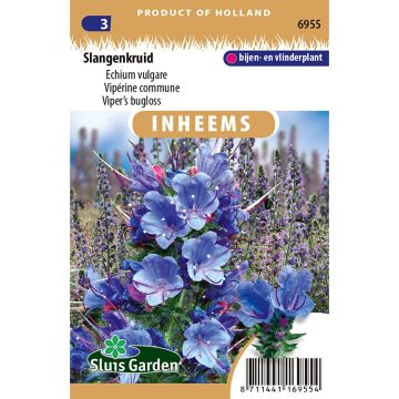 Echium vulgare (semi) - Viperina azzurra