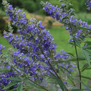 Vitex agnus-castus Delta Blues - Agnocasto