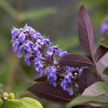 Vitex agnus-castus Flip Side - Agnocasto