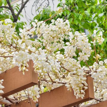 Wisteria brachybotrys White Silk - Glicine