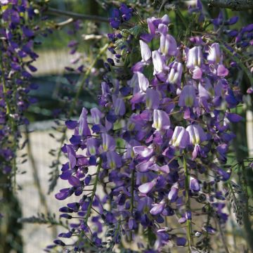 Wisteria floribunda Domino - Glicine