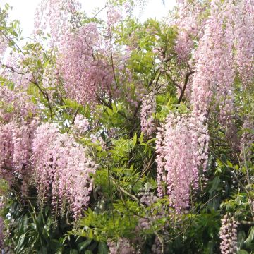 Wisteria floribunda Honbeni - Glicine