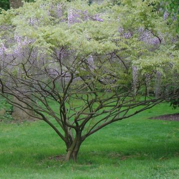 Wisteria formosa - Glicine