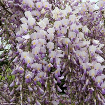 Wisteria venusta Grande Diva Maria - Glicine