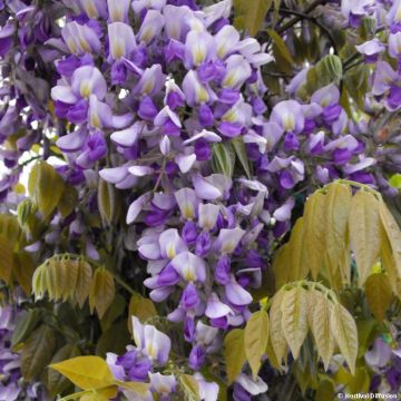 Wisteria venusta Grande Diva Nathalie - Glicine