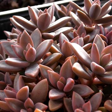 Graptosedum Bronze