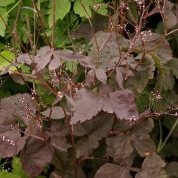 Cryptotaenia japonica f. atropurpurea - Prezzemolo giapponese