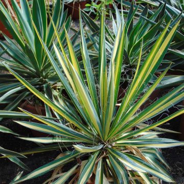 Yucca recurvifolia Bright Star