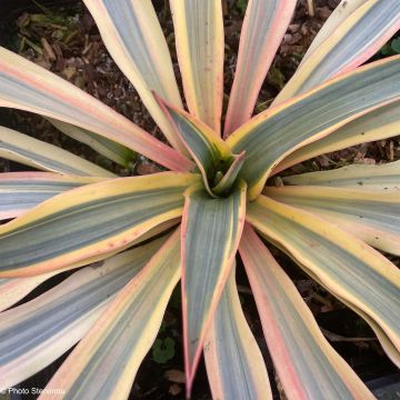 Yucca gloriosa Citrus twist