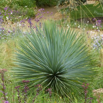 Yucca rostrata