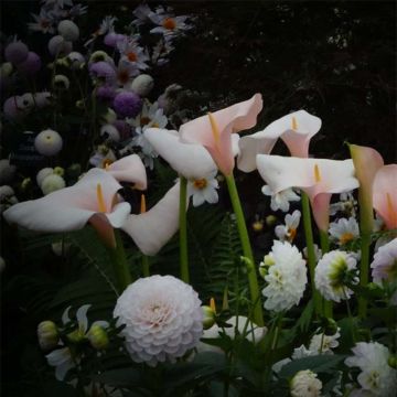 Zantedeschia aethiopica Pink Flamingo - Calla