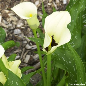 Zantedeschia Black Eyed Beauty - Calla