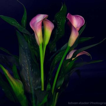 Zantedeschia Lavender Gem - Calla