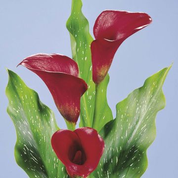 Zantedeschia Red Alert - Calla