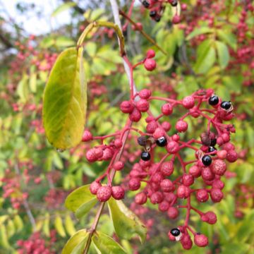 Zanthoxylum simulans - Pepe del Sichuan