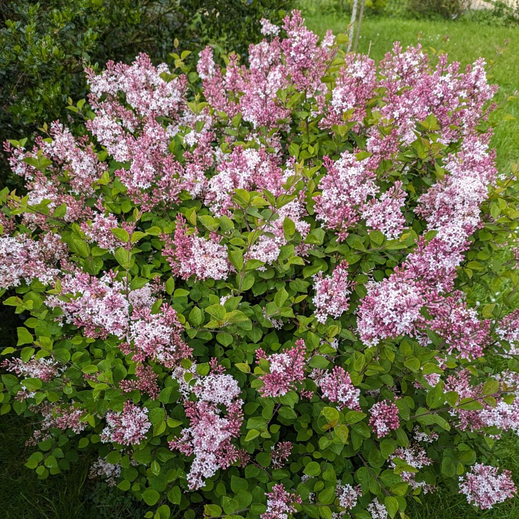 Syringa Pink Perfume - Lillà