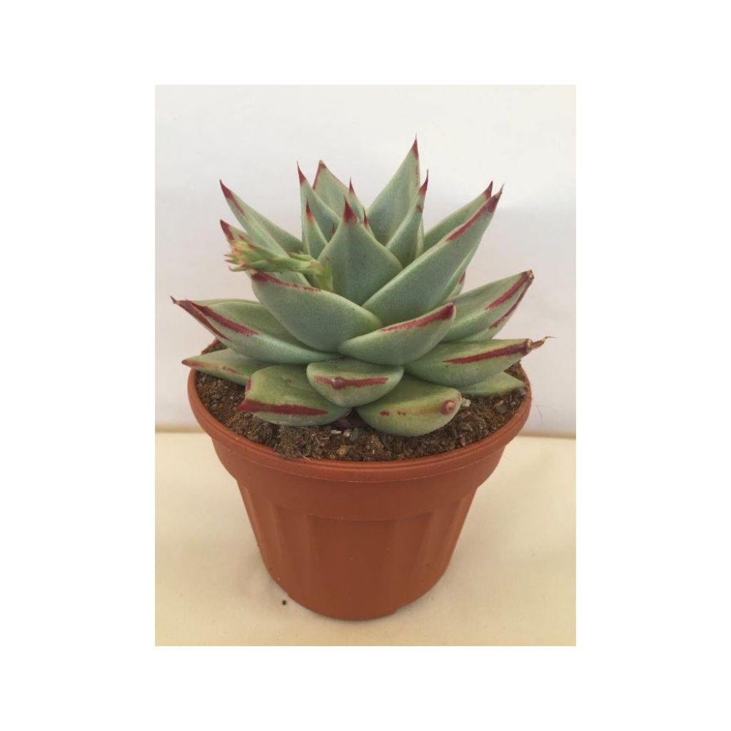 Echeveria agavoides Ebony