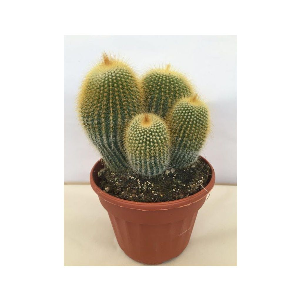 Parodia leninghausii - Notocactus