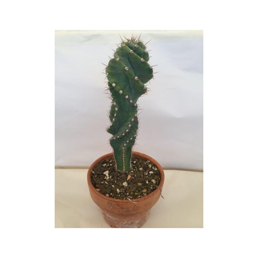 Cereus forbesii Spiralis