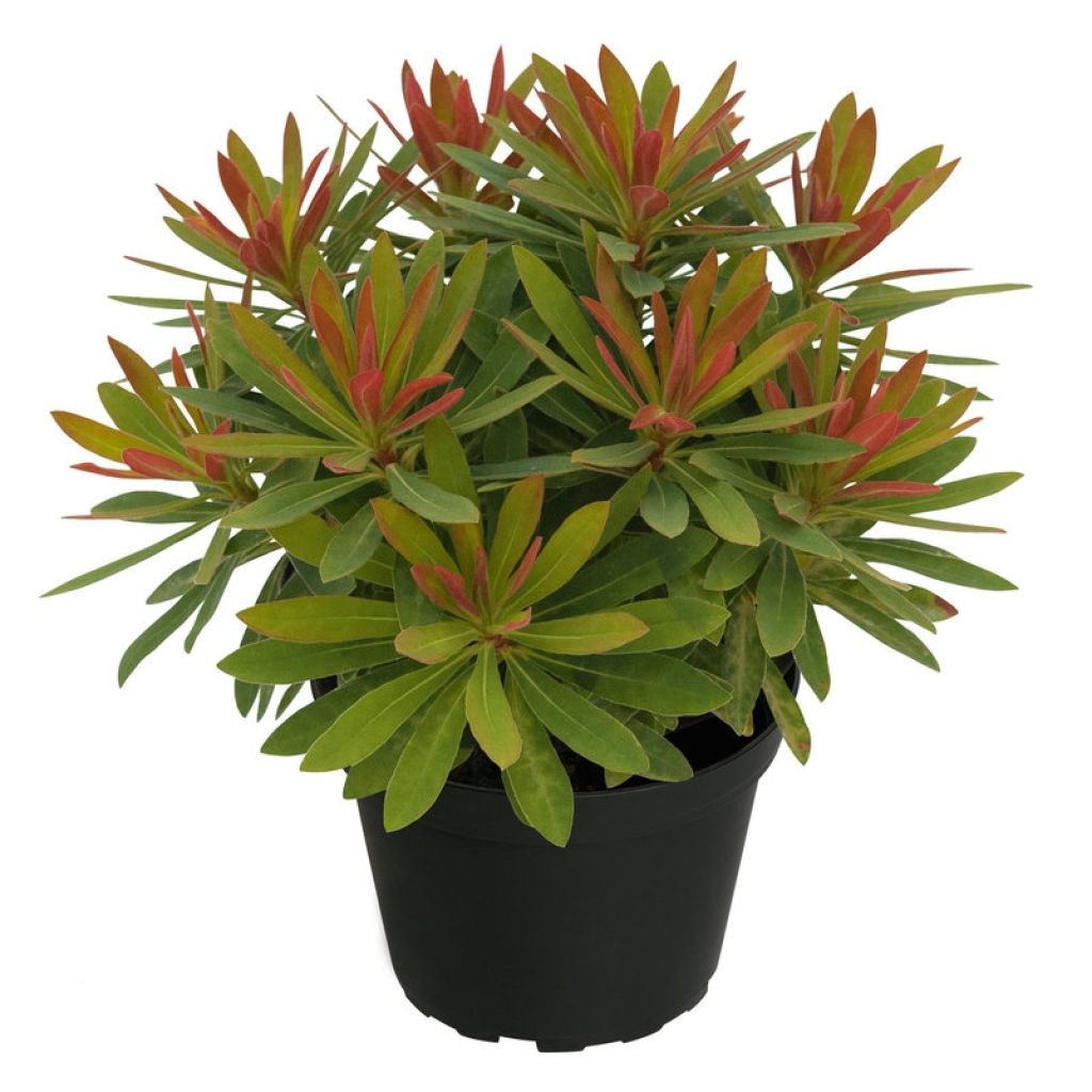 Euphorbia Medea