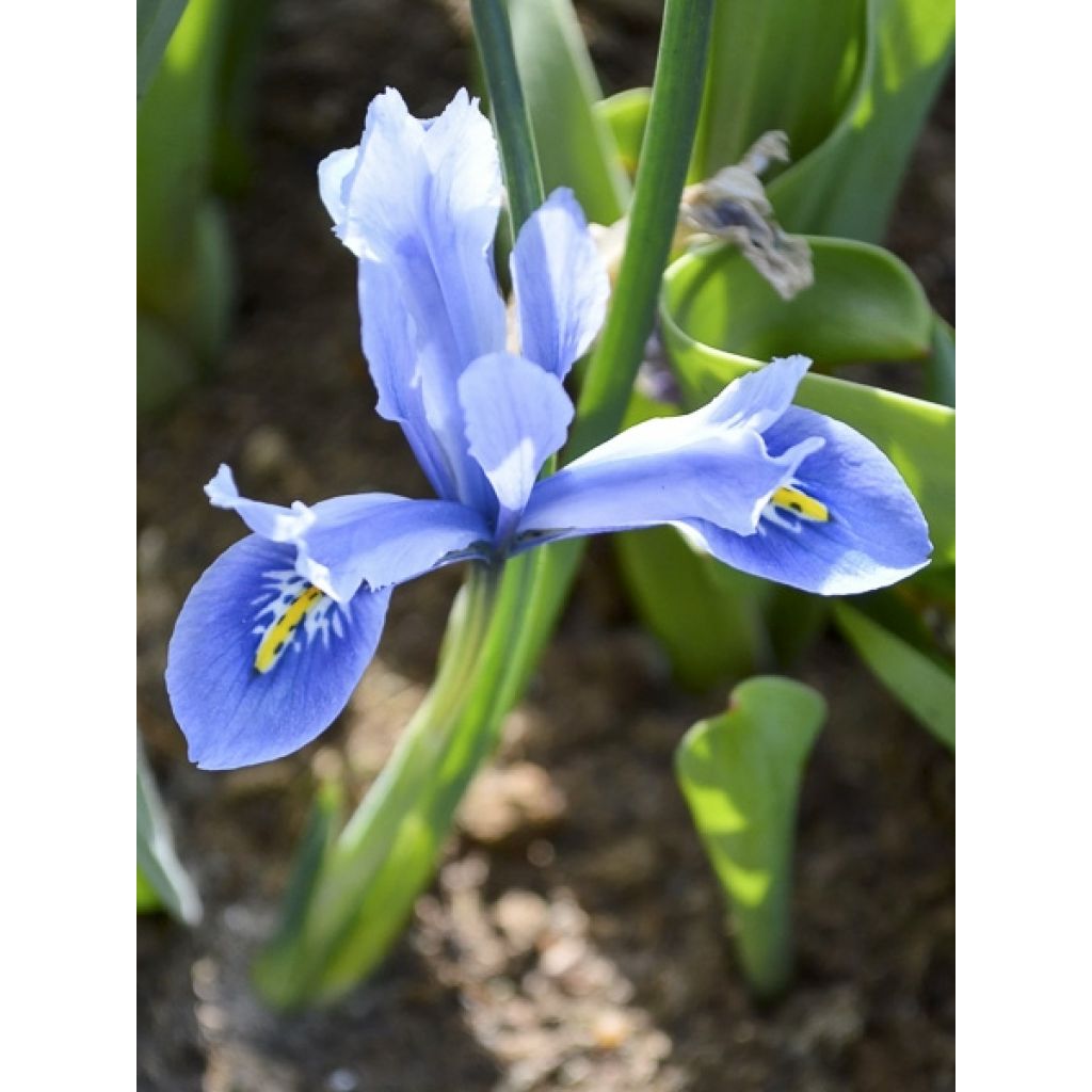 Iris reticulata Cantab - Giaggiolo