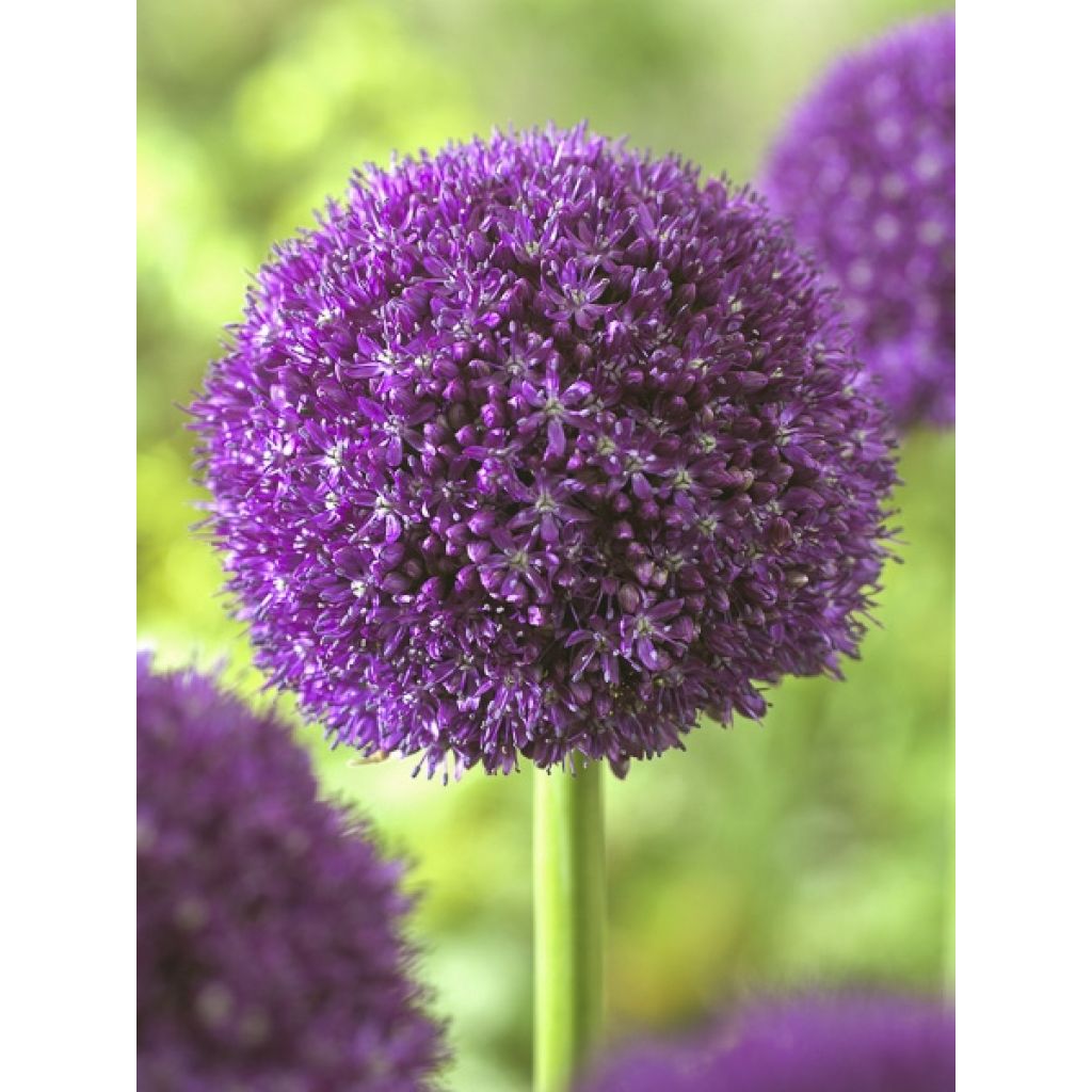 Allium Ambassador - Aglio ornamentale