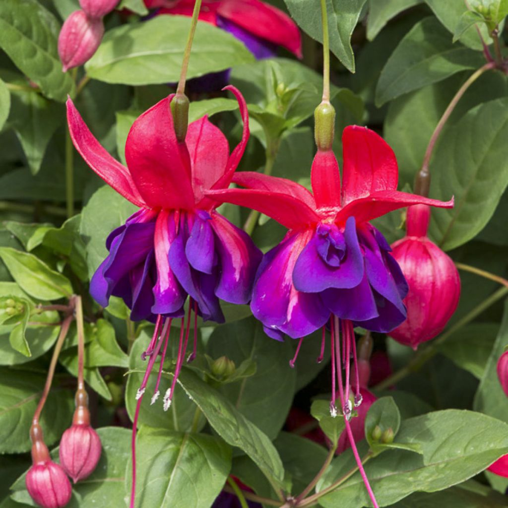 Fuchsia Voodoo - Fucsia